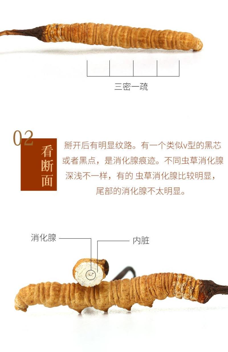 原域堂青海玉树3000条冬虫夏草正品野生干草头期新草
