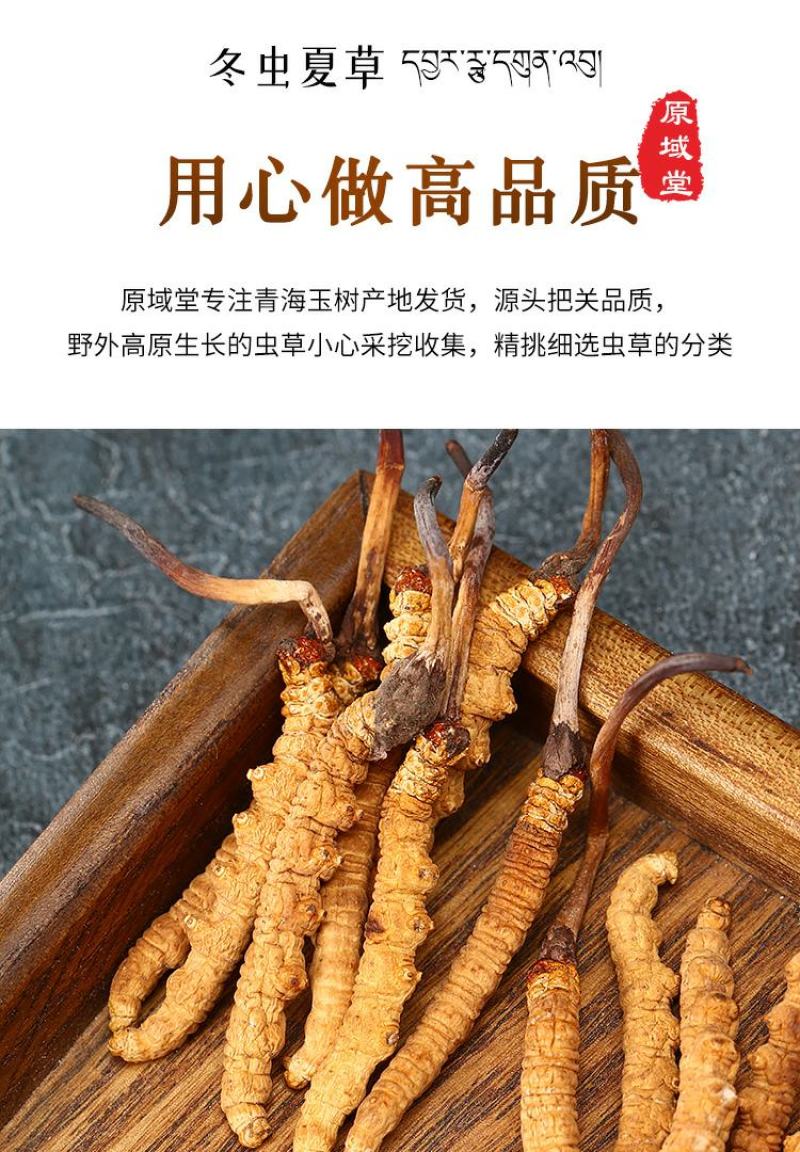 原域堂青海玉树3000条冬虫夏草正品野生干草头期新草