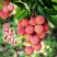 妃子笑荔枝之乡—灵山县妃子笑荔枝，甜度高。