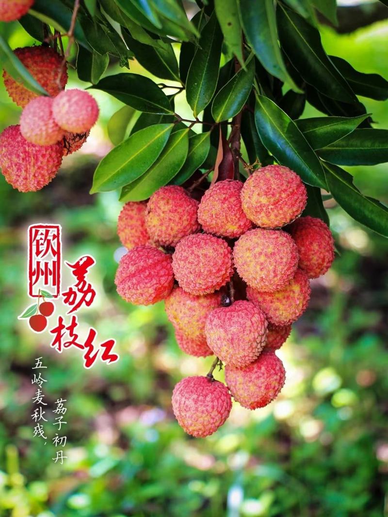 妃子笑荔枝之乡—灵山县妃子笑荔枝，甜度高。