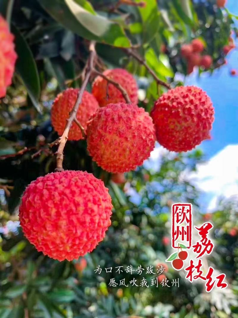 妃子笑荔枝之乡—灵山县妃子笑荔枝，甜度高。