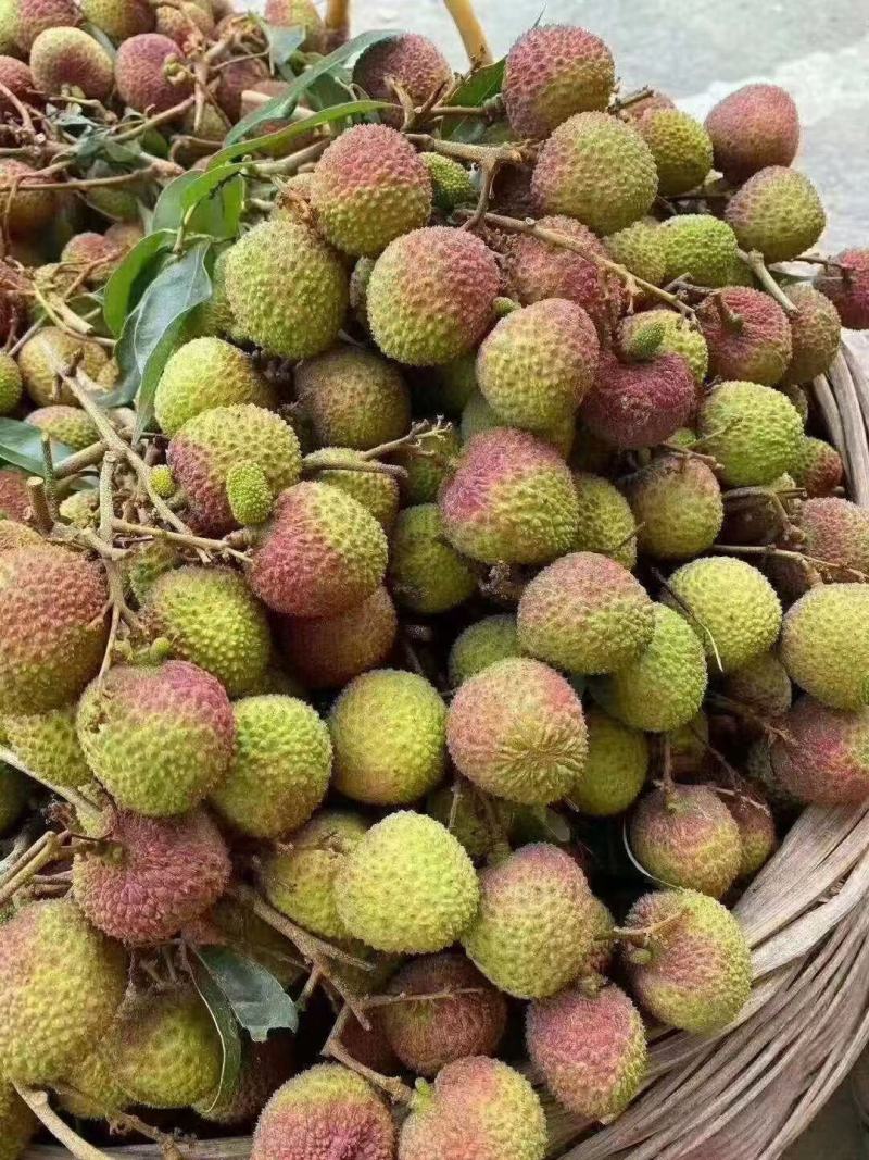 妃子笑荔枝之乡—灵山县妃子笑荔枝，甜度高。