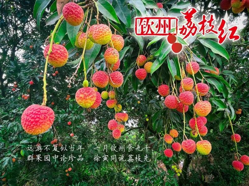 妃子笑荔枝之乡—灵山县妃子笑荔枝，甜度高。