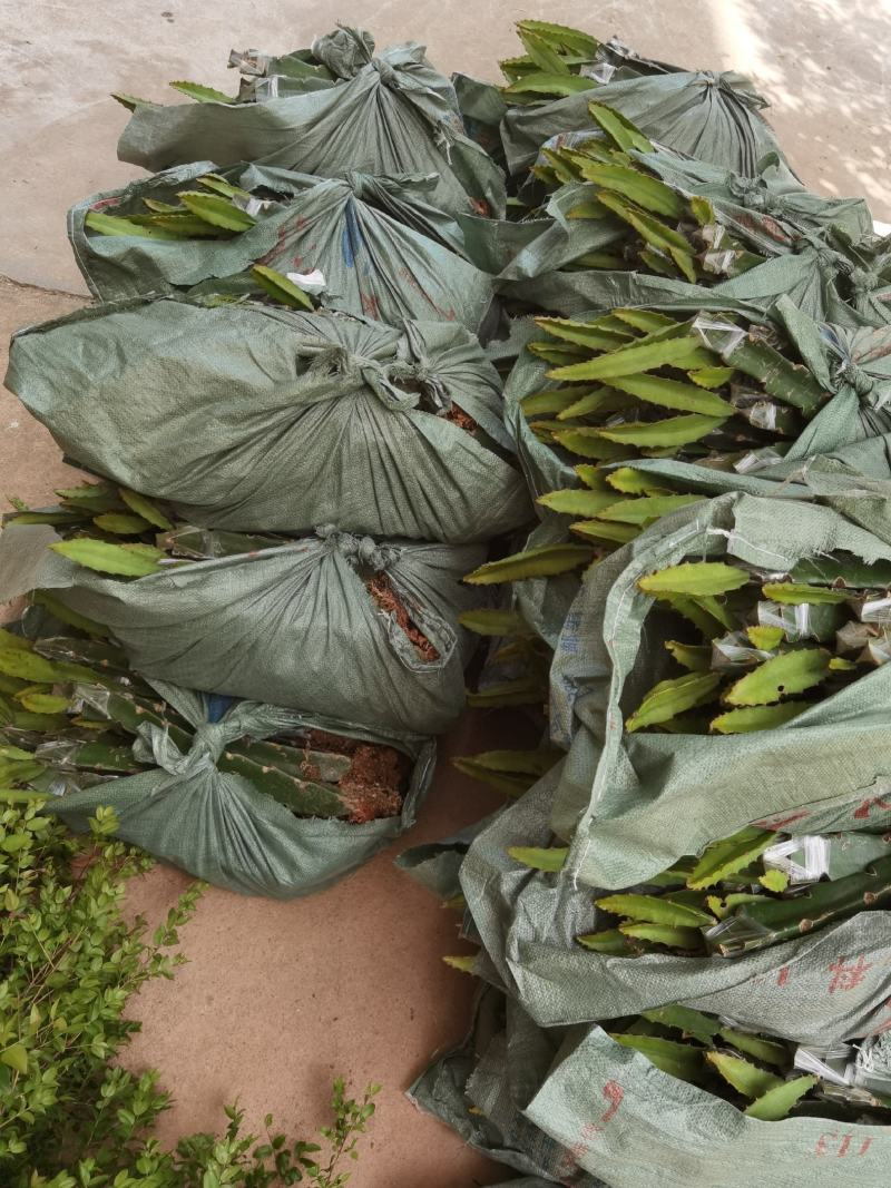 燕窝果苗燕窝火龙果苗新品种黄皮白肉火龙果苗瓜多厄尔麒麟果