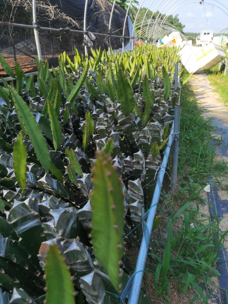 燕窝果苗燕窝火龙果苗新品种黄皮白肉火龙果苗瓜多厄尔麒麟果