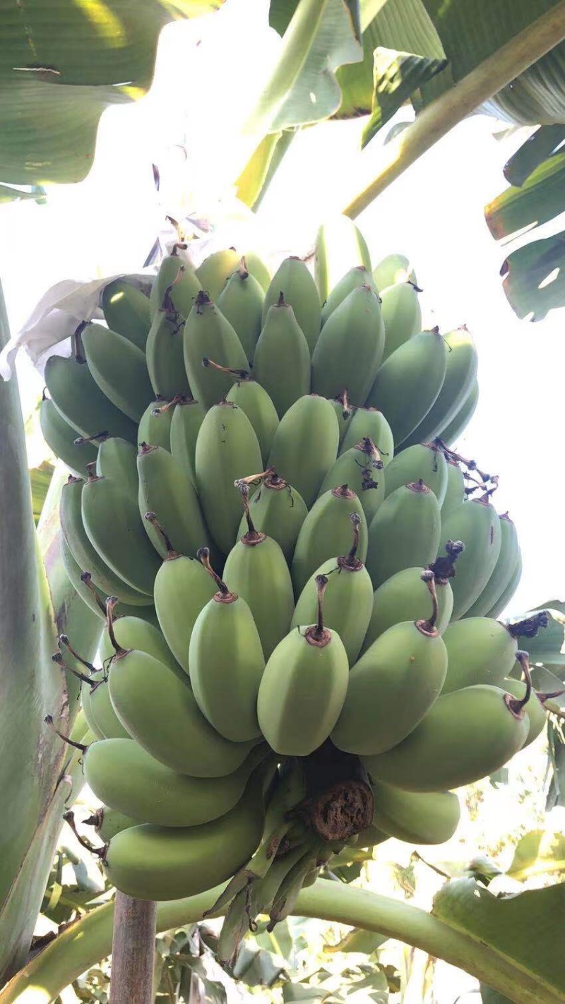 精品苹果蕉
