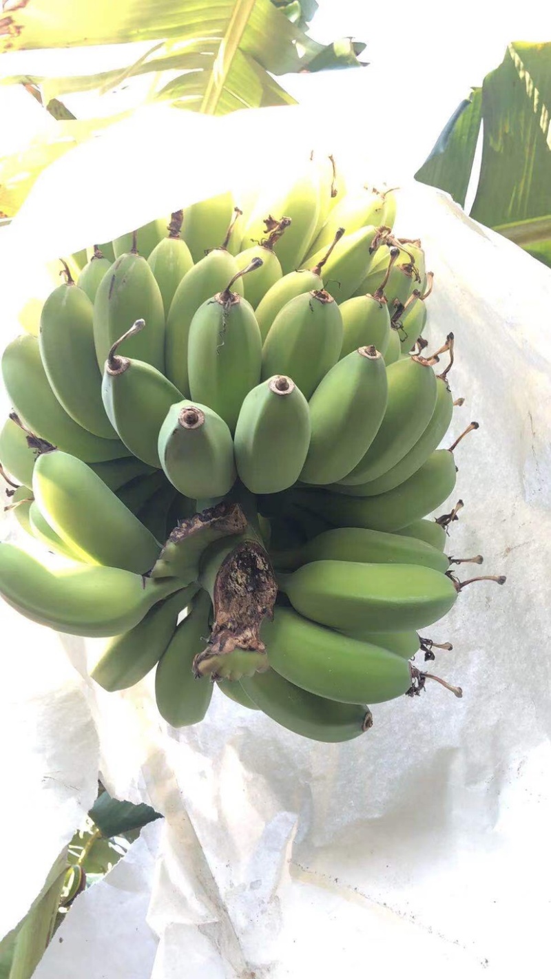 精品苹果蕉