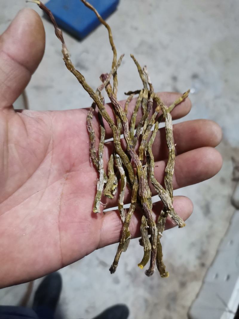 铁皮石斛烤条肉质饱满全化渣