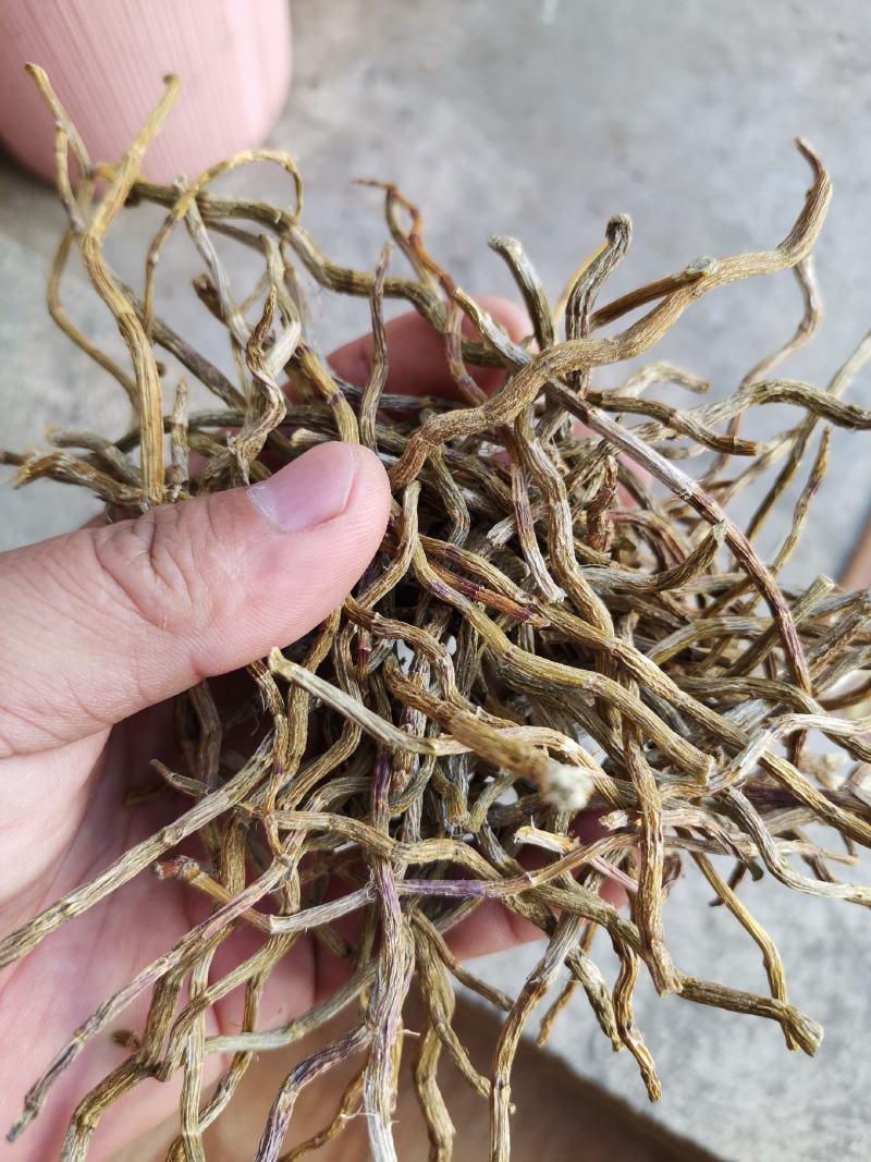 铁皮石斛烤条肉质饱满全化渣
