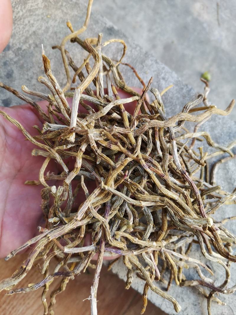 铁皮石斛烤条肉质饱满全化渣