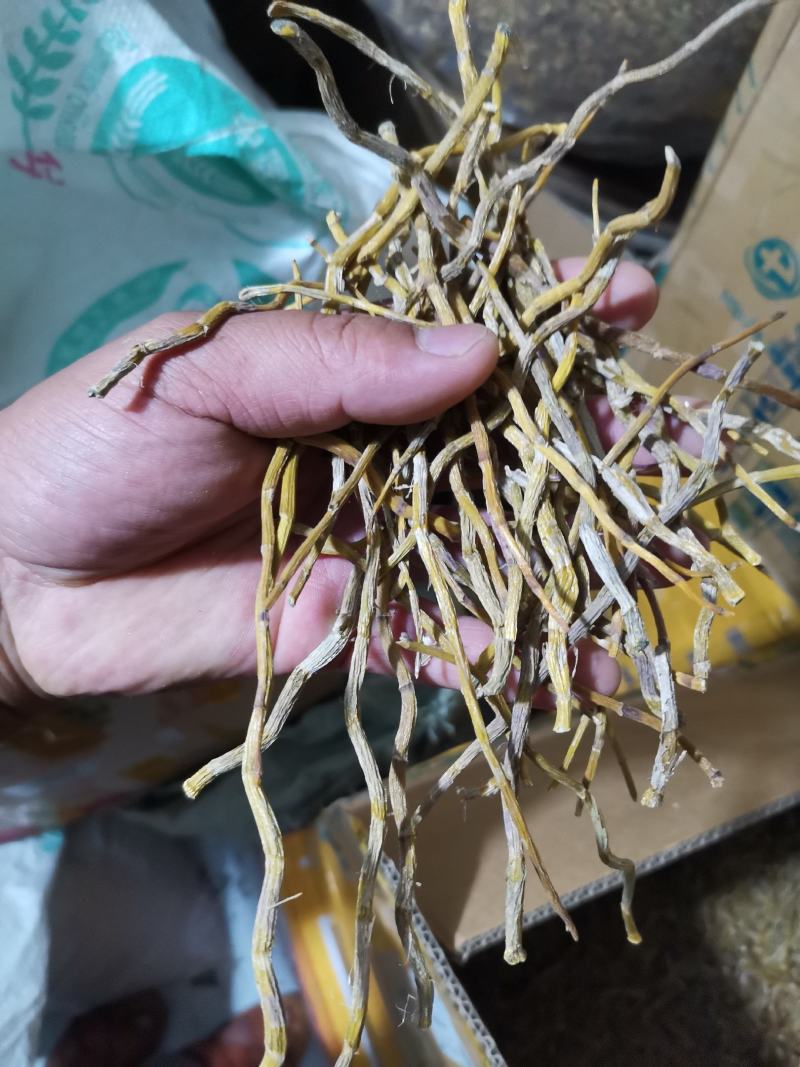 铁皮石斛烤条肉质饱满全化渣