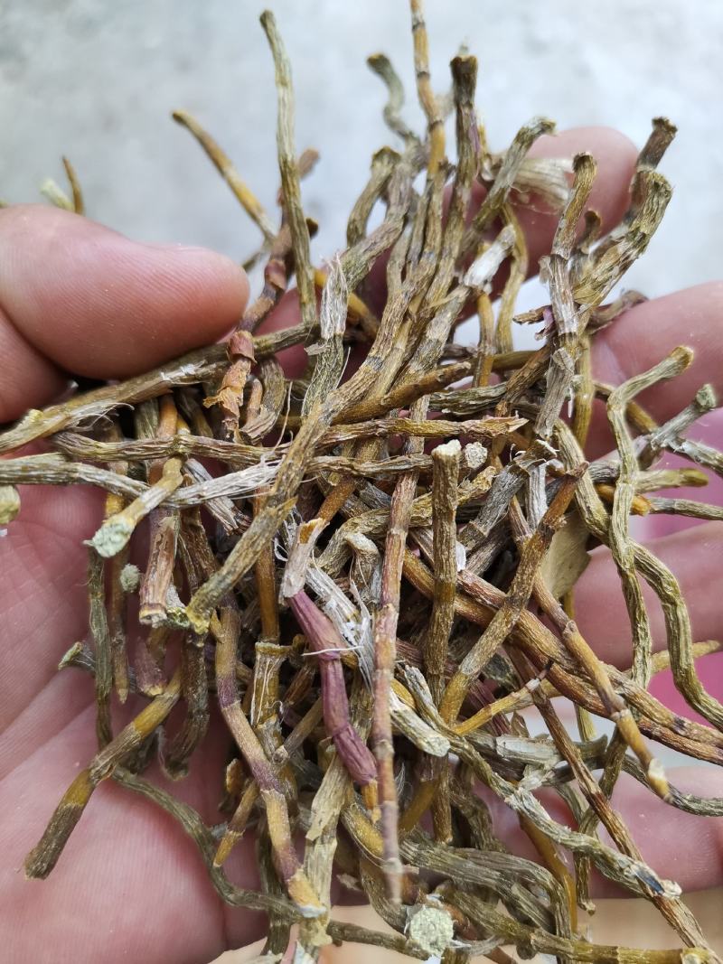 铁皮石斛烤条肉质饱满全化渣