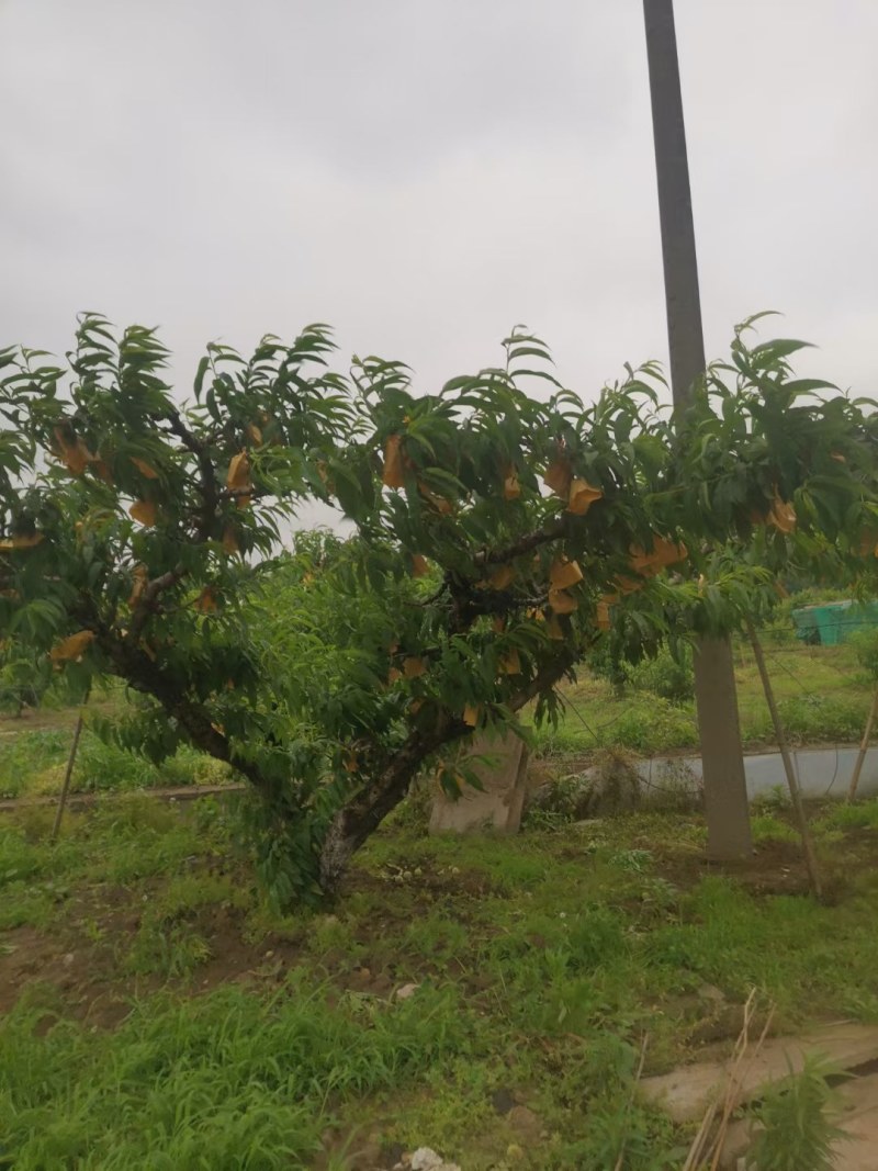 阳山水蜜桃自种自销，单果4两至一斤，口感好水分足易剥皮。