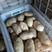 山东荷兰十五土豆大量上市产地直供一手货源价格便宜