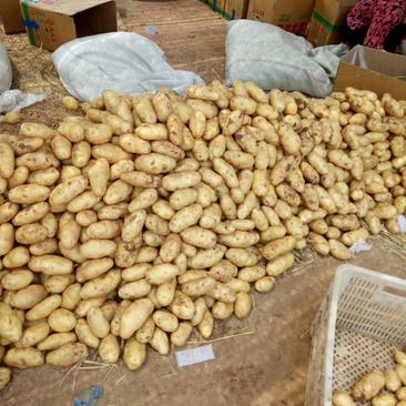 山东荷兰十五土豆大量上市产地直供一手货源价格便宜