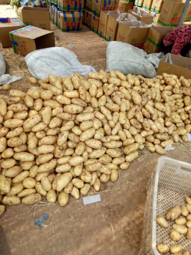 山东荷兰十五土豆大量上市产地直供一手货源价格便宜