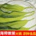 海带苗小海带三秒海带芽火锅餐饮食材厂家直销全国发货