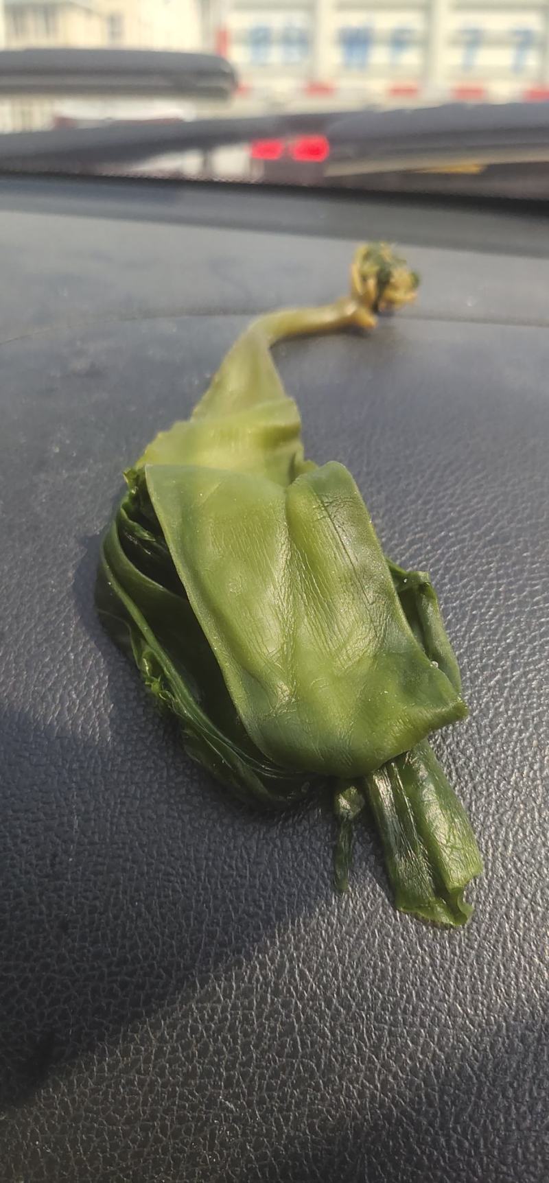 海带苗小海带三秒海带芽火锅餐饮食材厂家直销全国发货