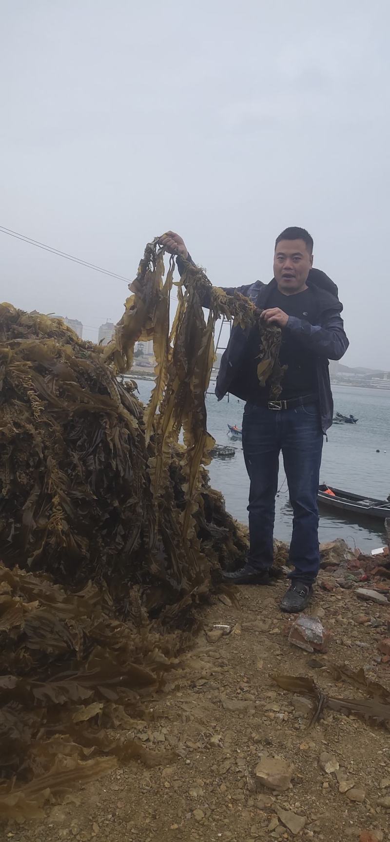 海带苗小海带三秒海带芽火锅餐饮食材厂家直销全国发货
