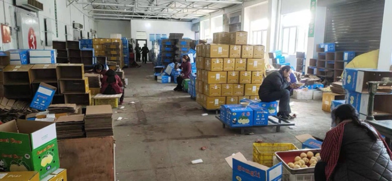 陕西蒲城酥梨大量上市酥脆无渣一手货源量大从优