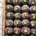 河南南阳市内乡冷黑宝石黑总统黑琥珀红布林黑宝石