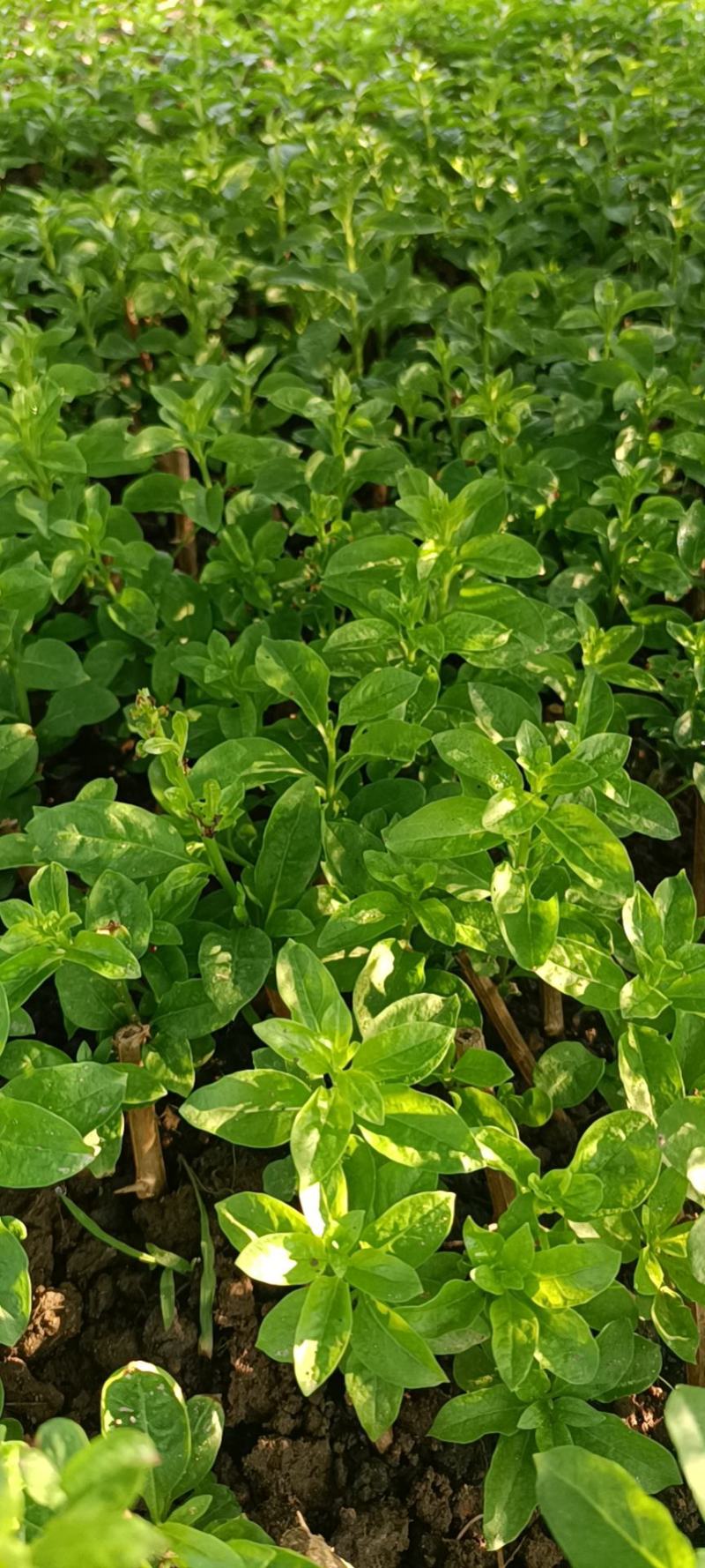 枸杞叶苗枸杞菜枸杞树苗枸杞盆栽,种植大叶食用枸杞