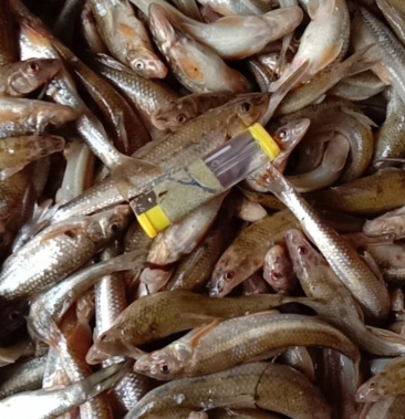 棍子鱼，船丁鱼