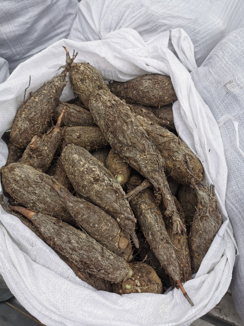 新鲜入地老鼠鲜货钻地老鼠紫茉莉根长期供应