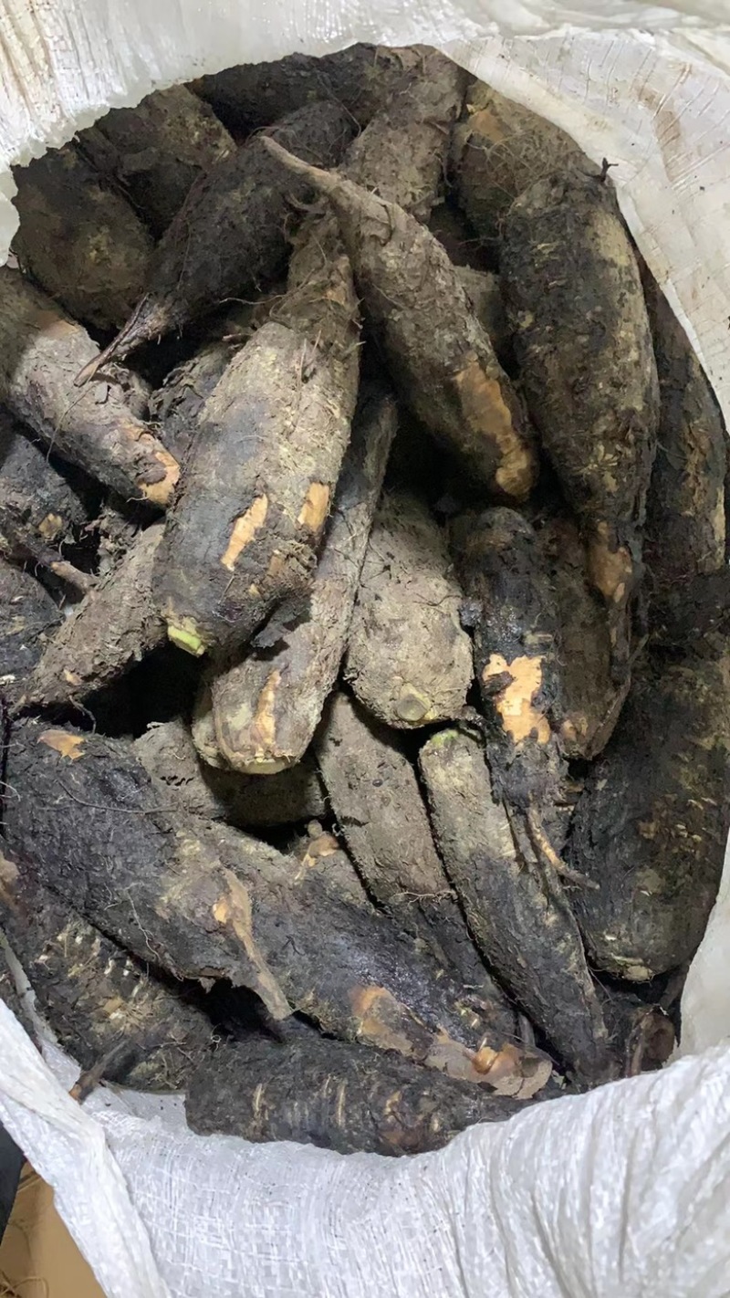 新鲜入地老鼠鲜货钻地老鼠紫茉莉根长期供应