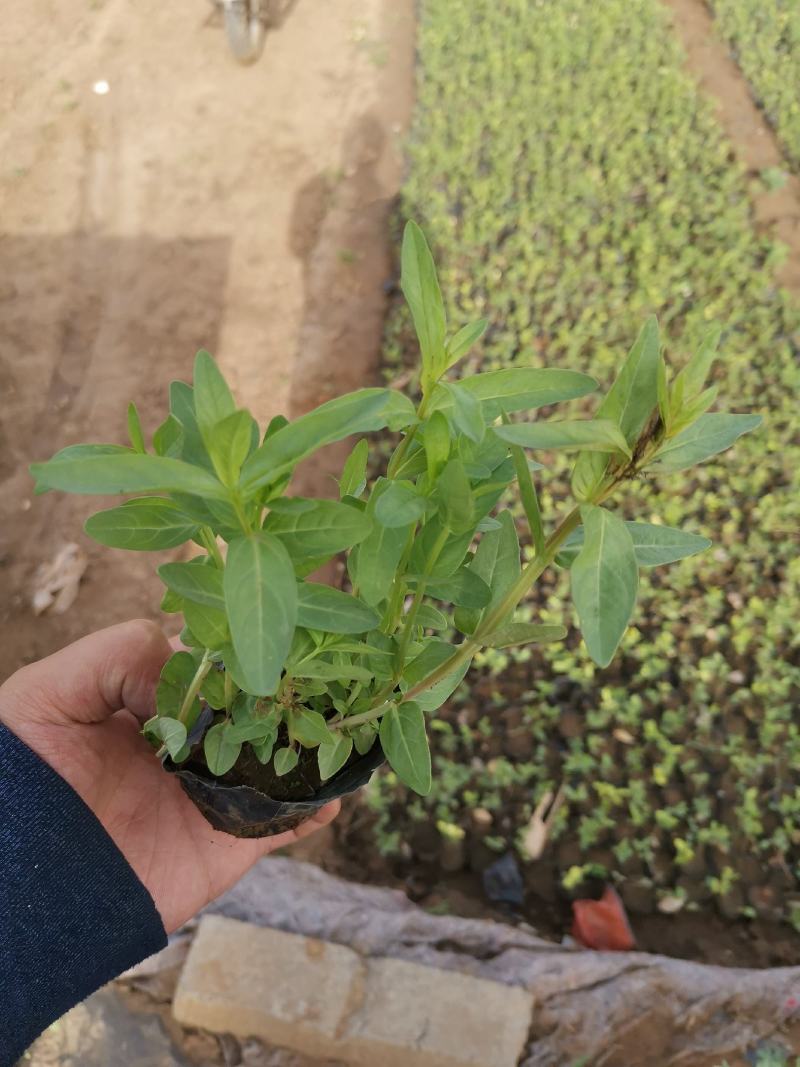 千屈菜基地现货大量供应质量好价格便宜