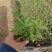 千屈菜基地现货大量供应质量好价格便宜
