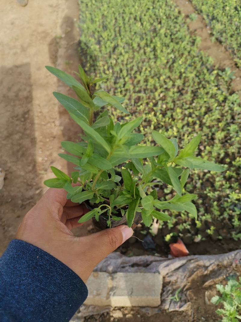 千屈菜基地现货大量供应质量好价格便宜