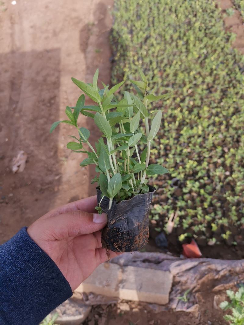 千屈菜基地现货大量供应质量好价格便宜