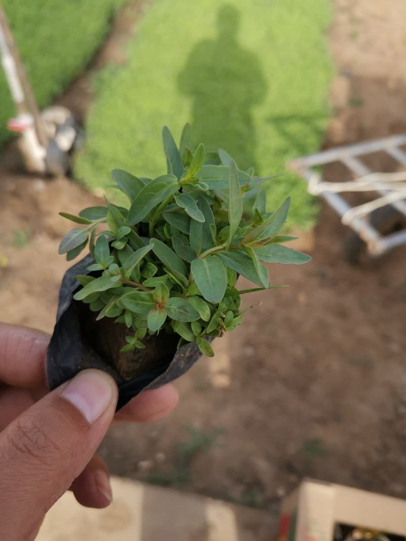 千屈菜基地现货大量供应质量好价格便宜