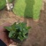 千屈菜基地现货大量供应质量好价格便宜