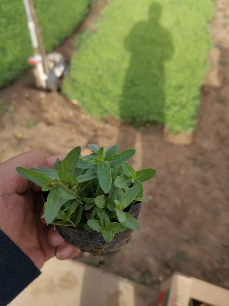千屈菜基地现货大量供应质量好价格便宜
