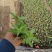 千屈菜基地现货大量供应质量好价格便宜