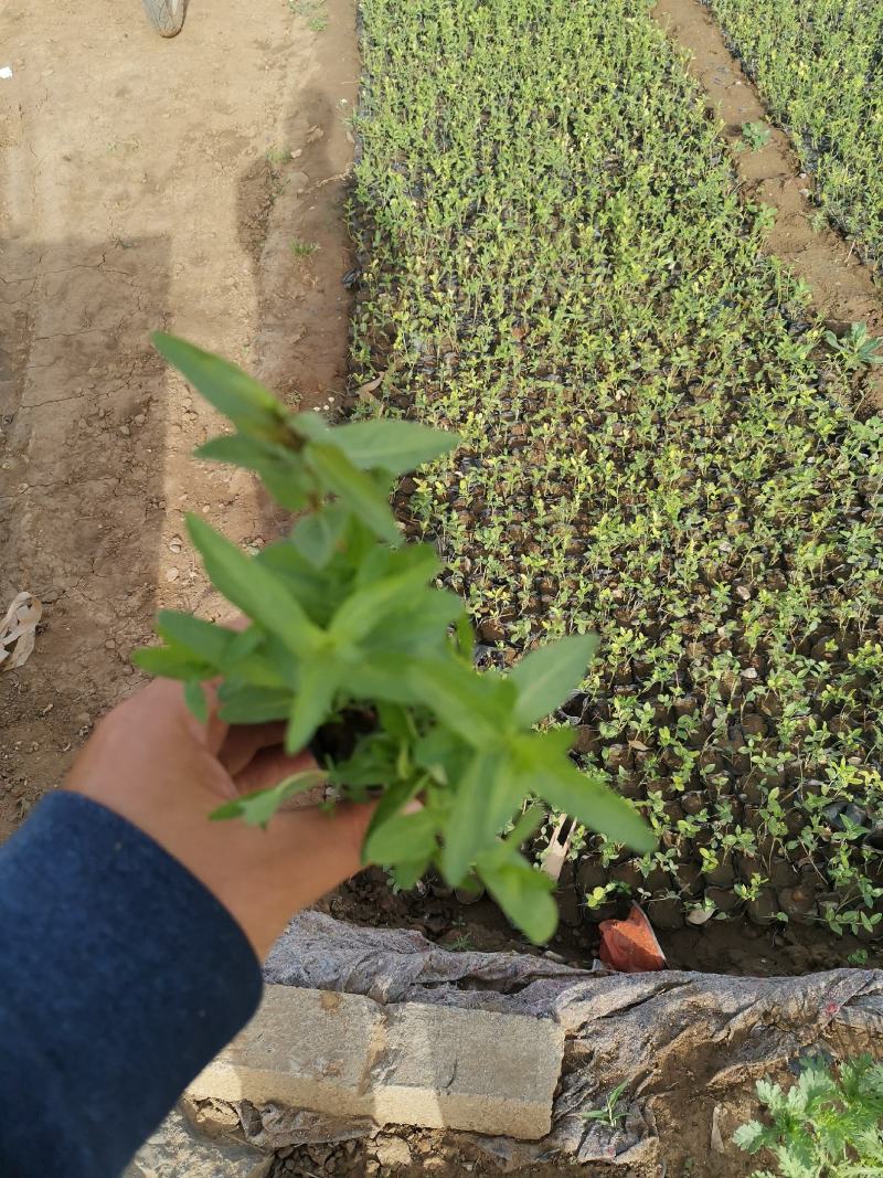 千屈菜基地现货大量供应质量好价格便宜