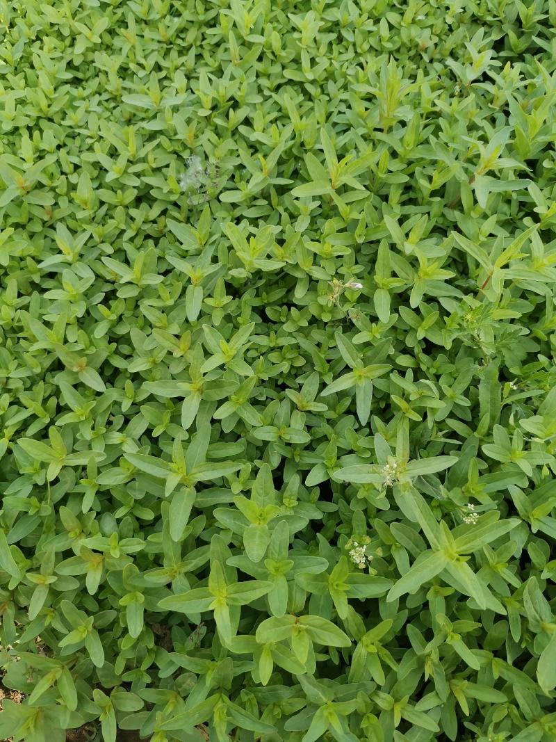 千屈菜基地现货大量供应质量好价格便宜