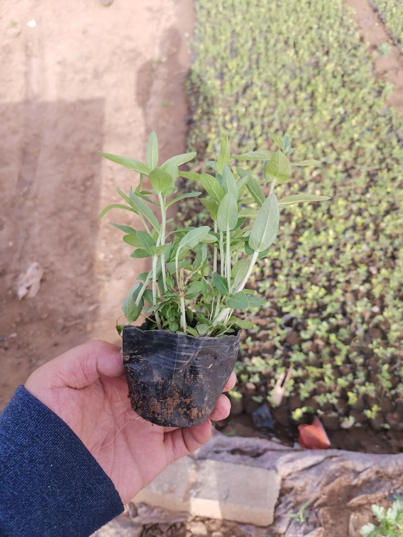 千屈菜基地现货大量供应质量好价格便宜