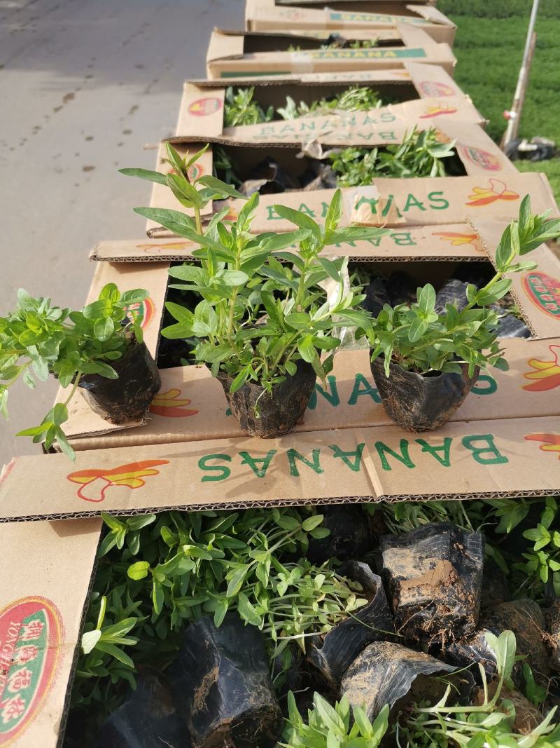 千屈菜基地现货大量供应质量好价格便宜