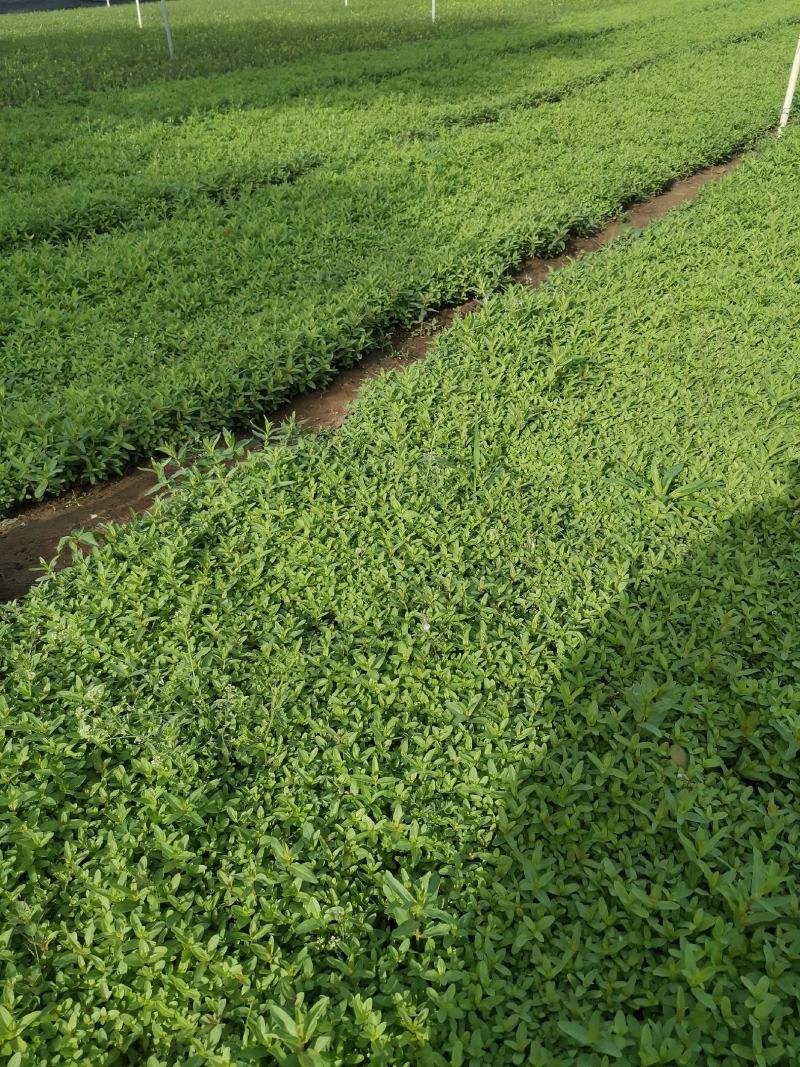 千屈菜基地现货大量供应质量好价格便宜