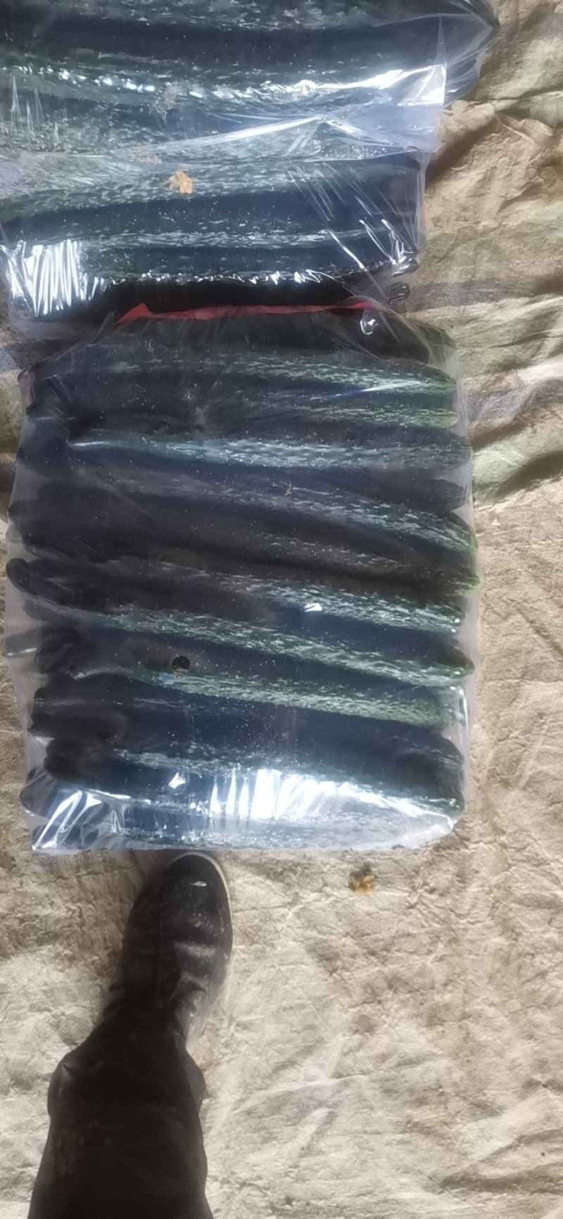 黄瓜精品青皮黄瓜30-40公分