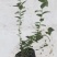 营养钵蓝莓苗批发薄雾蓝莓h5蓝莓自由蓝莓苗品种