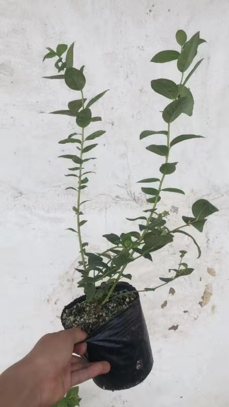 营养钵蓝莓苗批发薄雾蓝莓h5蓝莓自由蓝莓苗品种