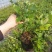 营养钵蓝莓苗批发薄雾蓝莓h5蓝莓自由蓝莓苗品种