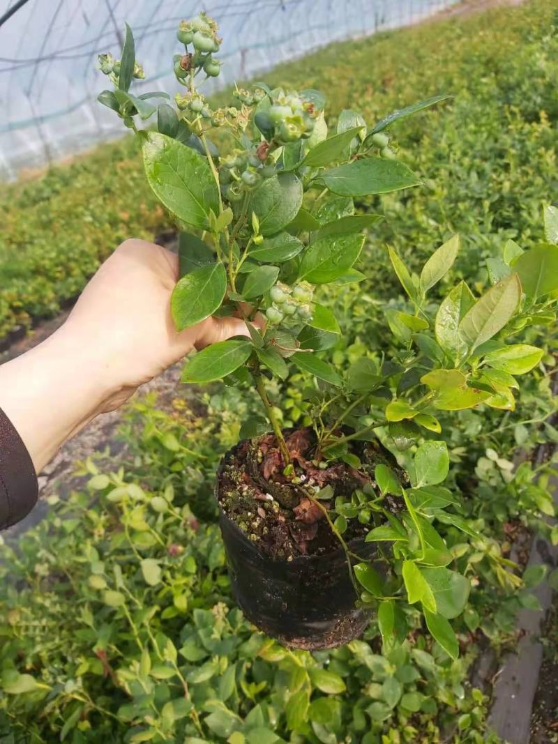 营养钵蓝莓苗批发薄雾蓝莓h5蓝莓自由蓝莓苗品种