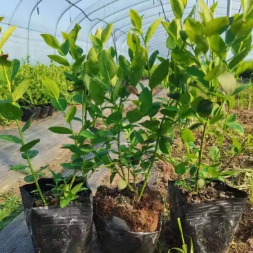 营养钵蓝莓苗批发薄雾蓝莓h5蓝莓自由蓝莓苗品种