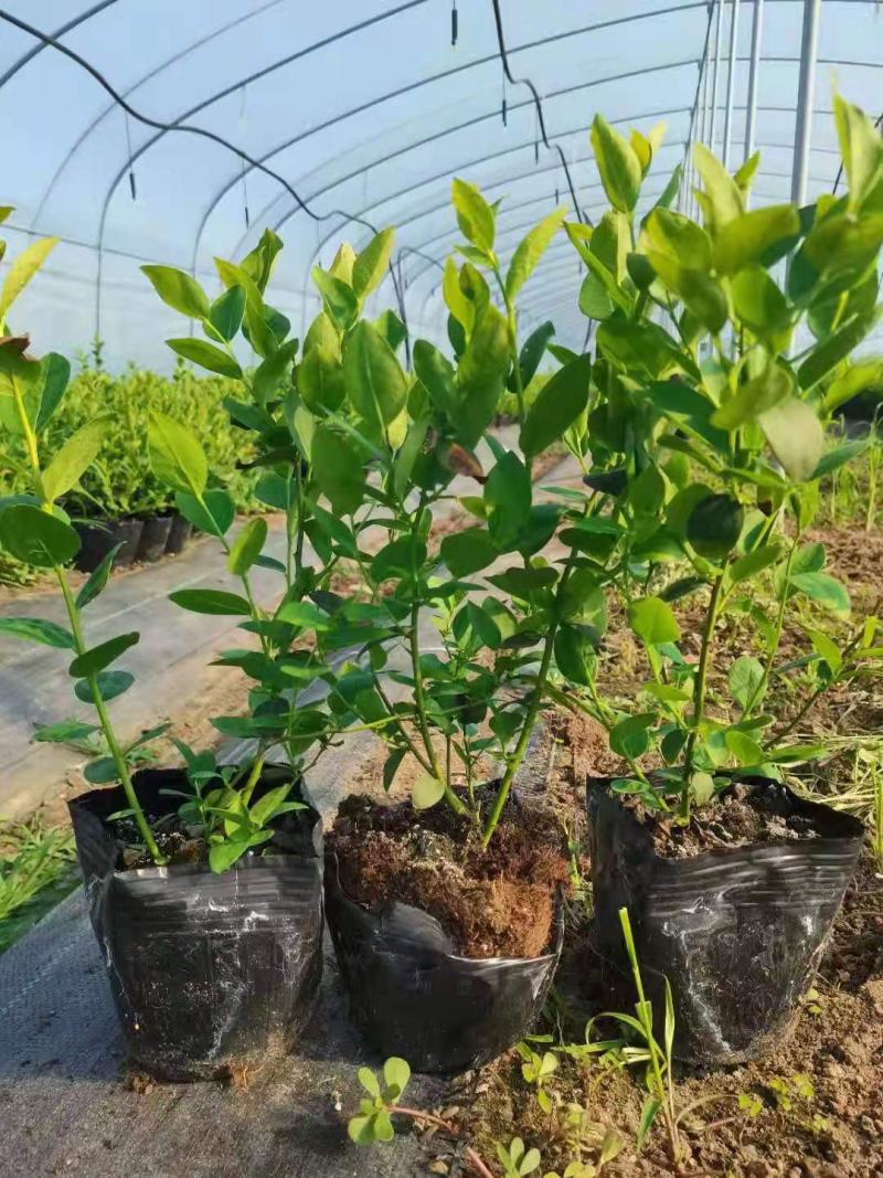 营养钵蓝莓苗批发薄雾蓝莓h5蓝莓自由蓝莓苗品种