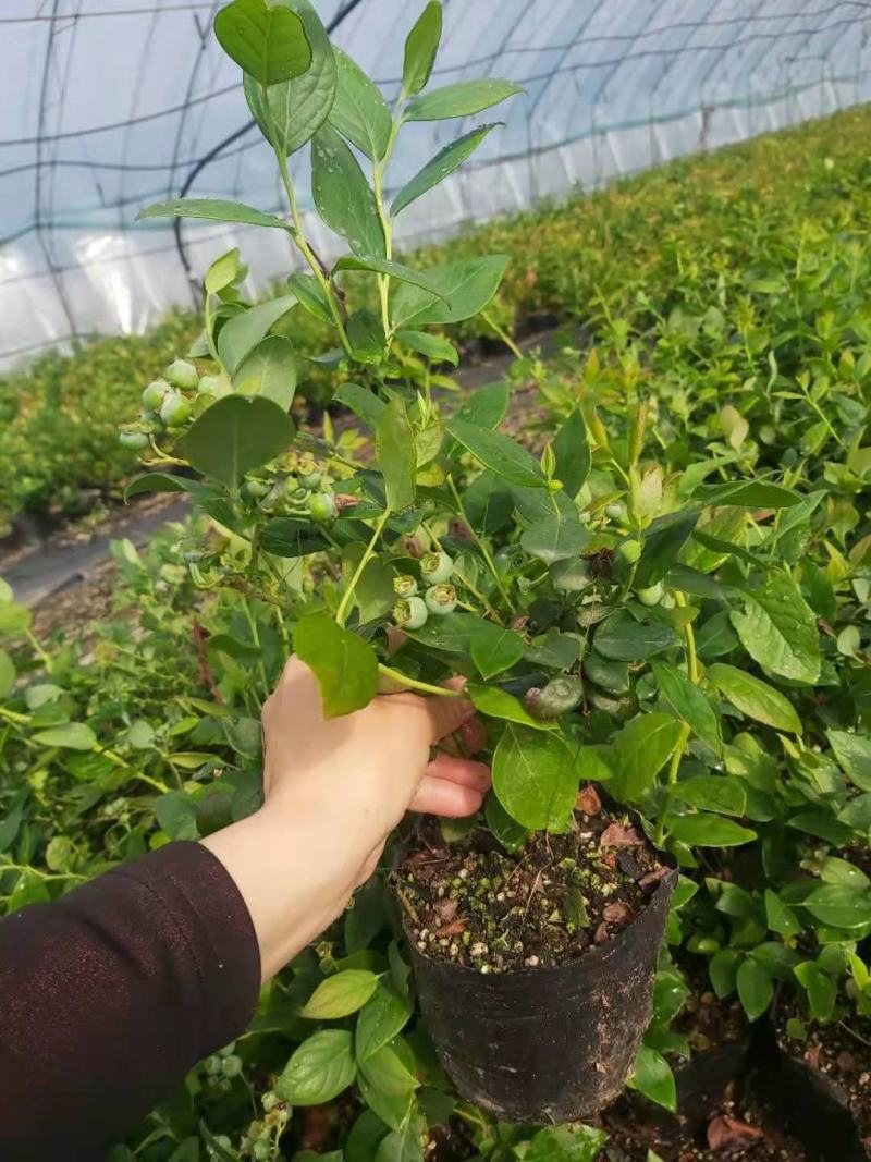 营养钵蓝莓苗批发薄雾蓝莓h5蓝莓自由蓝莓苗品种